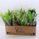 A1Flowers Potted Flower Big Munch