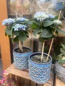 Amarilisz Virágszalon Potted Flower Munch