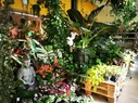 Moai Jungle Philodendron Micans 12cm cserepben
